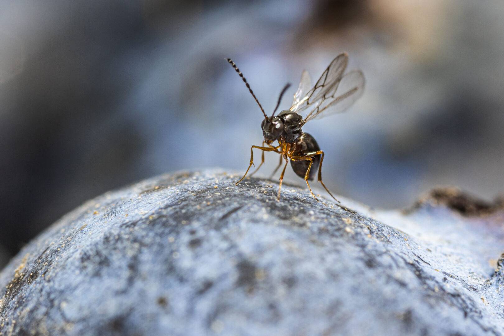 leptopilina japonica