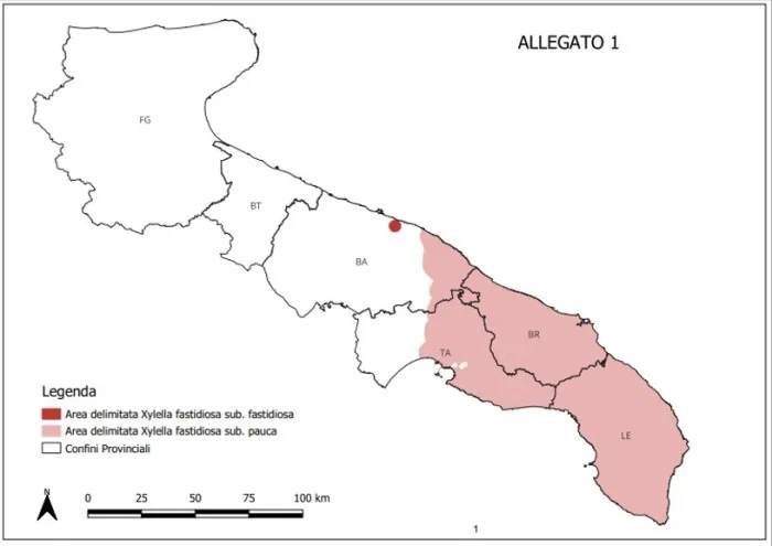 xylella fastidiosa fastidiosa mandorlo