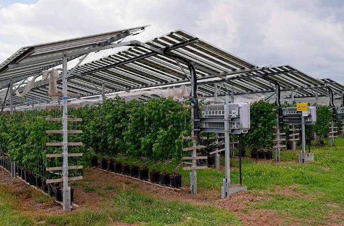 agrivoltaico