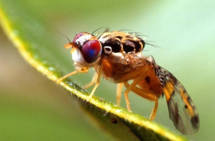 mosca mediterranea