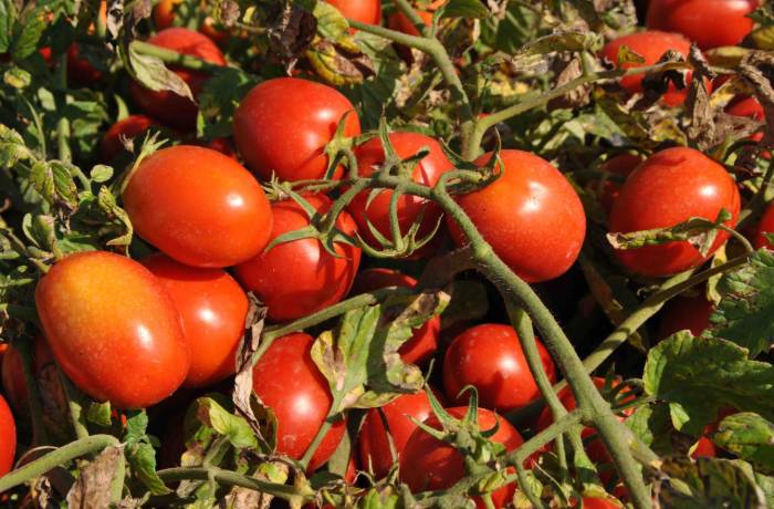 pomodoro da industria