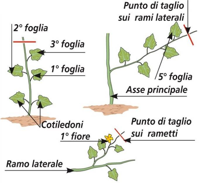 coltivazione del melone 2