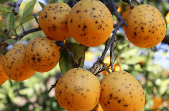 macchia nera degli agrumi