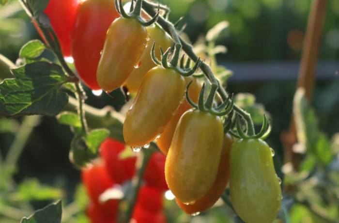 come si classifica il pomodoro