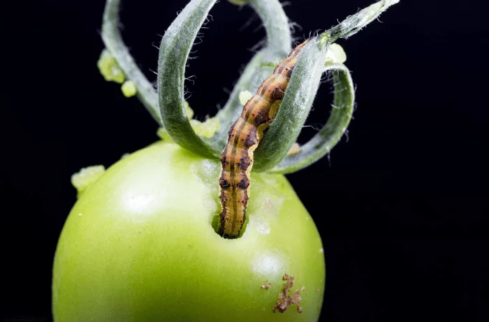 nottua-gialla-avversità-del-pomodoro-1