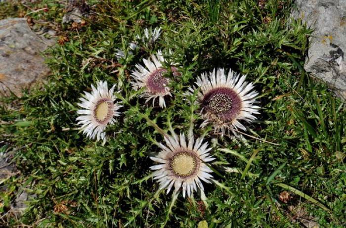 xylella - ossido di carlina - pianta di Carlina acaulis