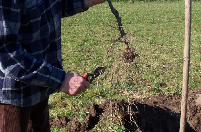 impianto di un frutteto - potatura radici